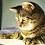 michael_timothy
